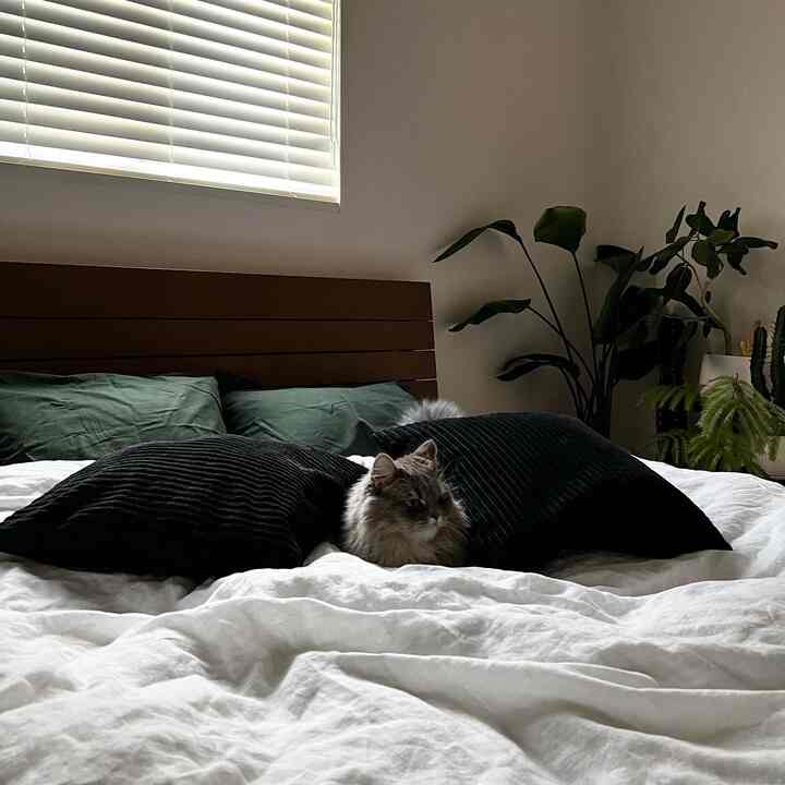 白い寝具とダークブラウンのベッドフレーム、緑の植物が配置され、猫がいる落ち着いた雰囲気の寝室