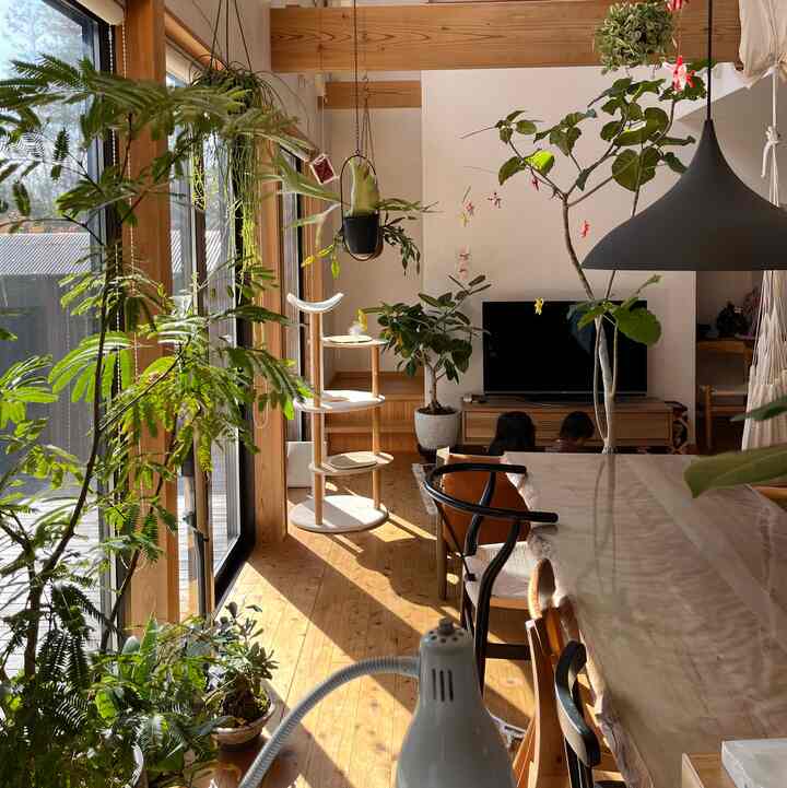 日差しが気持ちいい日

キッチンからの眺めです ☺️


#リビング #リビングダイニング #キッチンからの眺め #観葉植物インテリア #無垢床 #猫と暮らす