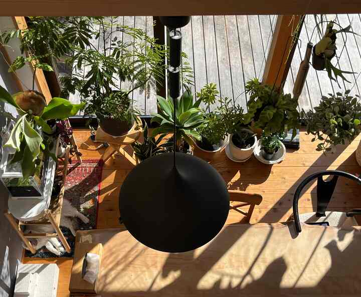 どんどん増えていく
観葉植物🪴☺️ 

#ダイニング #ダイニングテーブル #無垢テーブル #ダイニングインテリア #ダイニング照明 #観葉植物インテリア #観葉植物