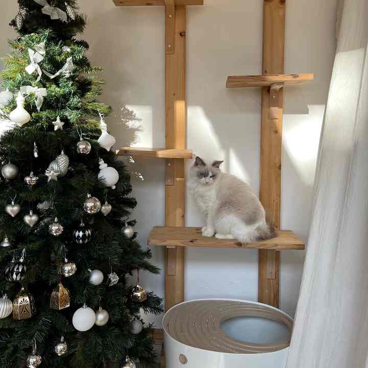 Natural wood tone cat tower and white walls complement a green decorated Christmas tree and a cat in a cozy setting
