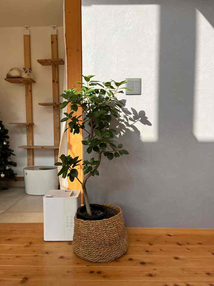結婚記念日に新しくゴムの木を
お迎えしました☺️

大きくなぁれ🪴

#観葉植物 #観葉植物インテリア #グリーンのある暮らし #土間リビング #土間玄関