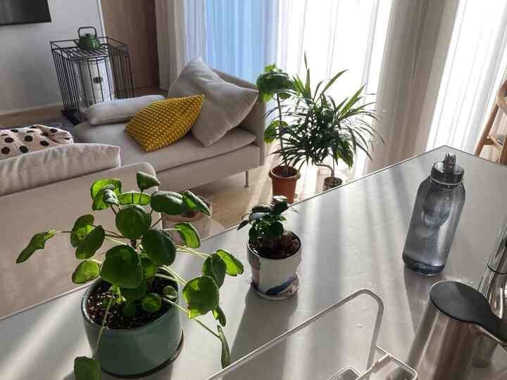 朝一の葉水🚿

#観葉植物 #葉水 #リビング #キッチン #ソファ #ソーデルハムン #イケア #コロナストーブ #石油ストーブ #ストーブガード #里山エンジン #野田琺瑯 #アムケトル #tower