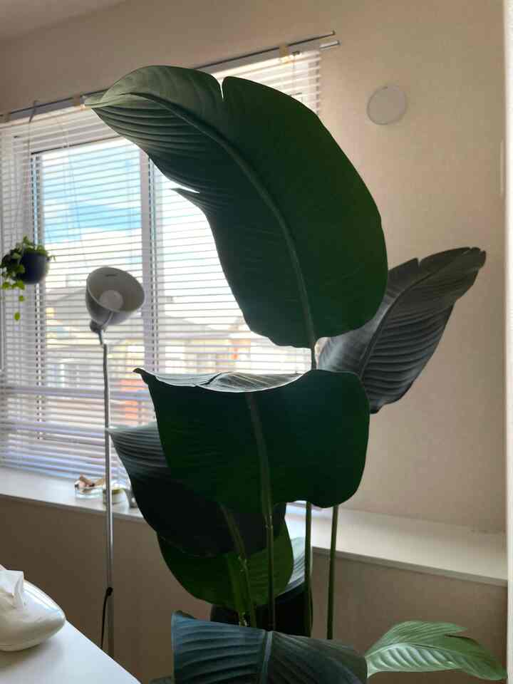 ダイニングにはフェイクのストレリチアを。

#ダイニング
#ダイニングインテリア
#テーブルコーディネート
#韓国インテリア
#IKEA
#집꾸미기
#오늘의집
#집콕생활
#홈인테리어
#자취방인테리어
#자취방꾸미기