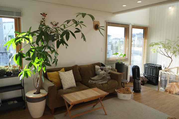 明るいホワイトとブラウンの木目調が調和するリビング、ブラウンのソファとコーヒーテーブル、ペットと植物が配置された雰囲気のあるナチュラルモダン空間