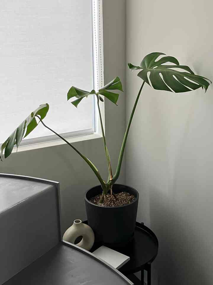 白と黒のトーンでまとめられた狭い部屋のコーナーに、トレイテーブルと大きな植物が配置されたシンプルでモダンなインテリア