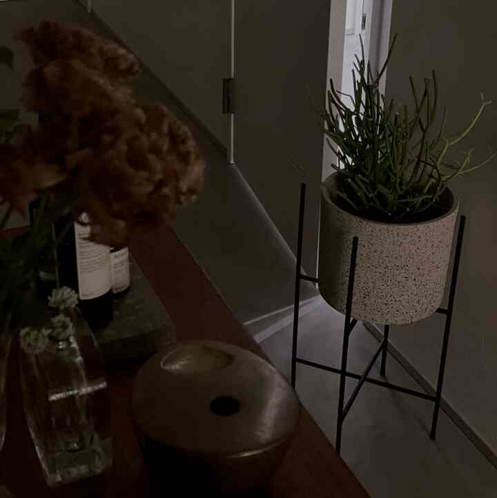 暗いトーンの玄関、植木鉢がスタンドに置かれ、落ち着いた雰囲気のあるインテリア