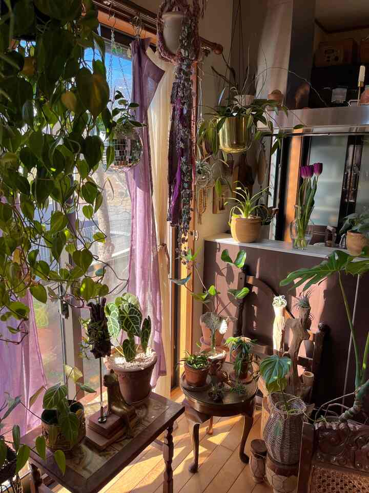 新年最初の投稿🪴
今年も植物に囲まれた暮らしを楽しみます🤭 

#インドアグリーン