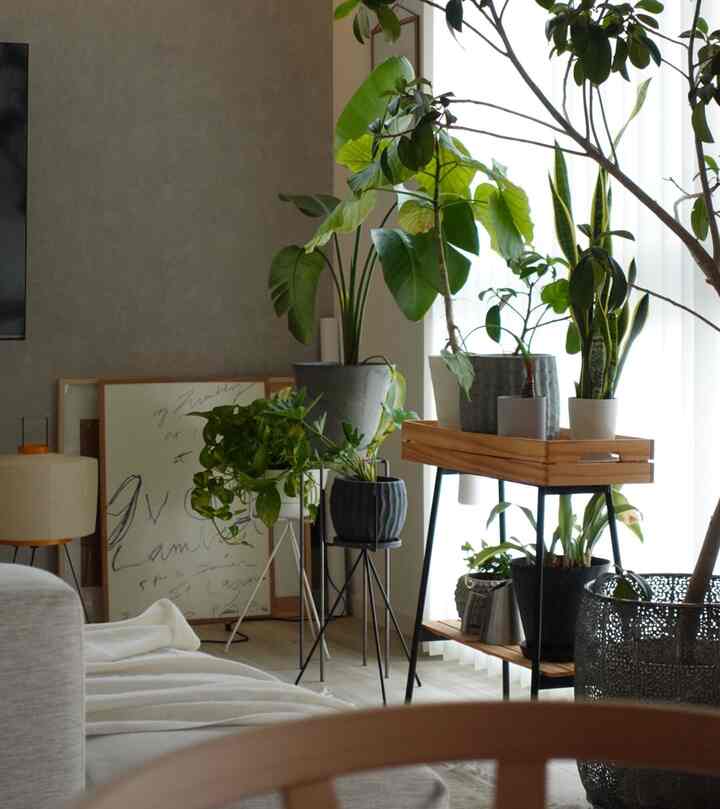 #植物のある暮らし #リビングインテリア 