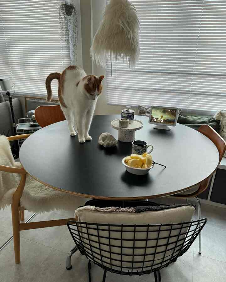 Modern and simple dining room in white and black tones featuring a cat on the round dining table