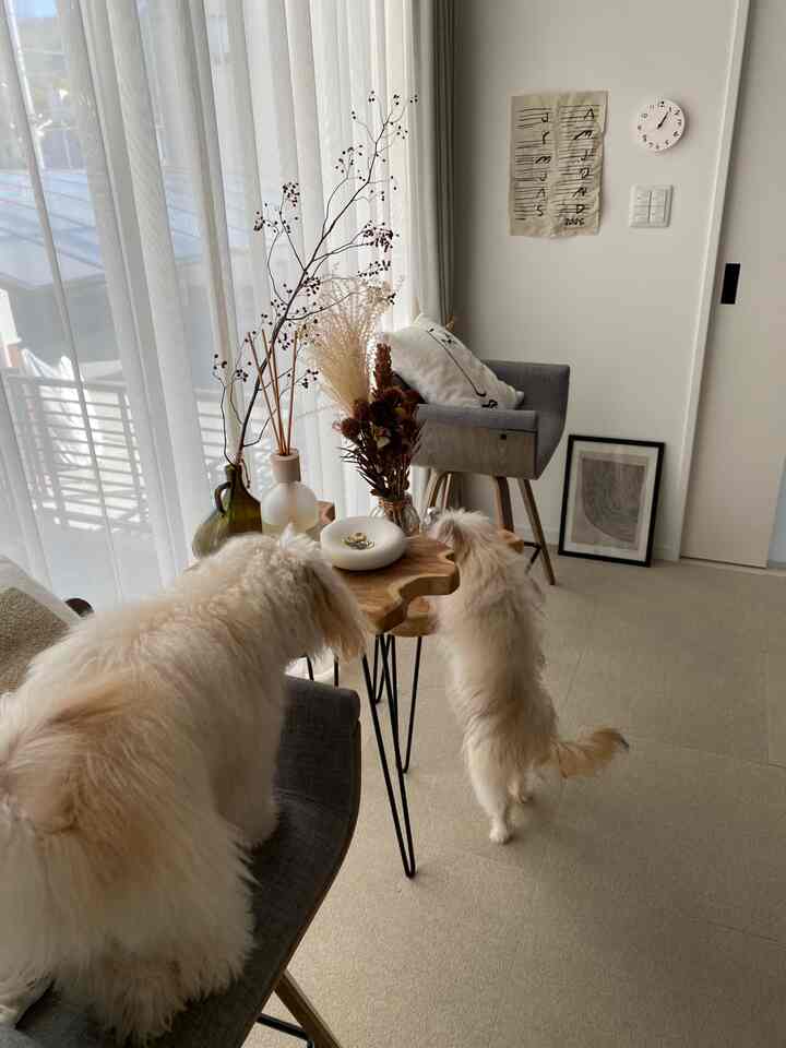 A natural living room with white walls and wood tones, featuring gray chairs by a window and a rustic wood side table, accompanied by two small dogs