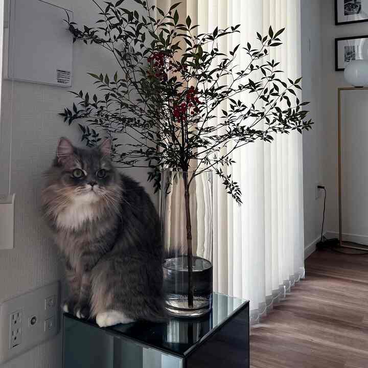 ナチュラルトーンと黒い家具が調和するリビング、猫と植物が配置されたミニマルなインテリア空間