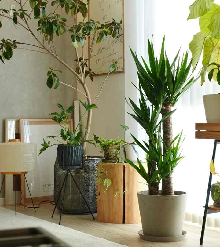 #植物のある暮らし #植物インテリア 