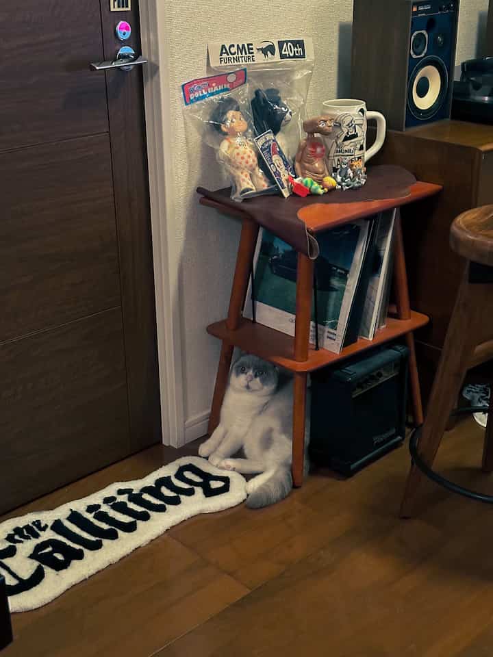 Cozy living space with warm wood tones and vintage decor, featuring a British Shorthair cat sitting under a wooden cabinet