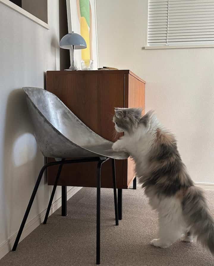 ミッドセンチュリーモダンスタイルの部屋に配置された中間色のヴィンテージサイドボードと銀色の金属製チェア、椅子に手をかける猫の様子