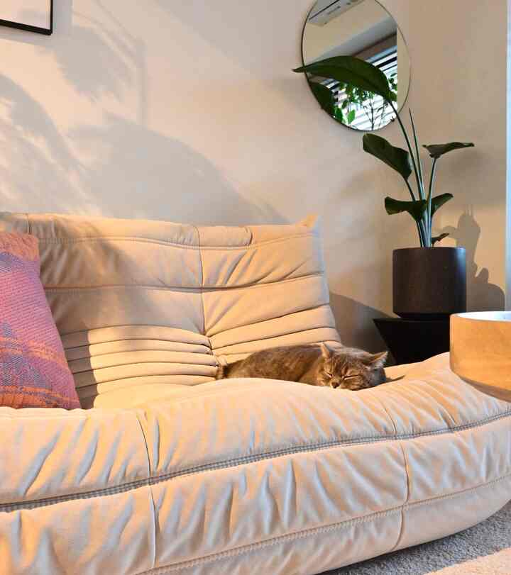 togoのくぼみは猫がすっぽりおさまるためのデザインなんじゃないのか
#togo #ligneroset #ソファ #猫とインテリア