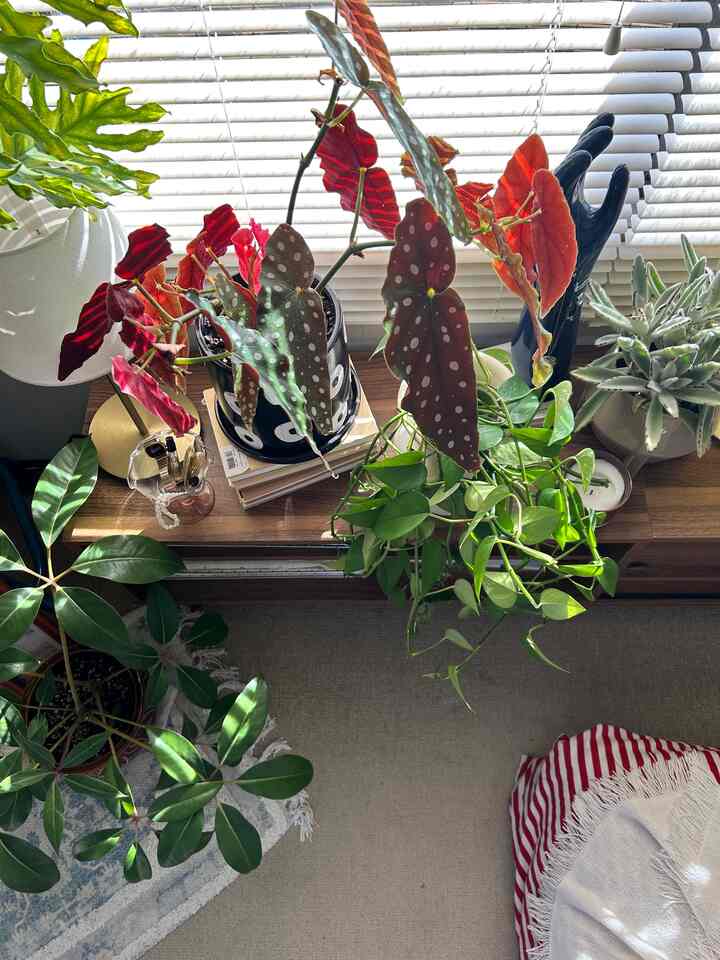 ポカポカ朝日

#interior #myroom 
#観葉植物 #実家暮らし