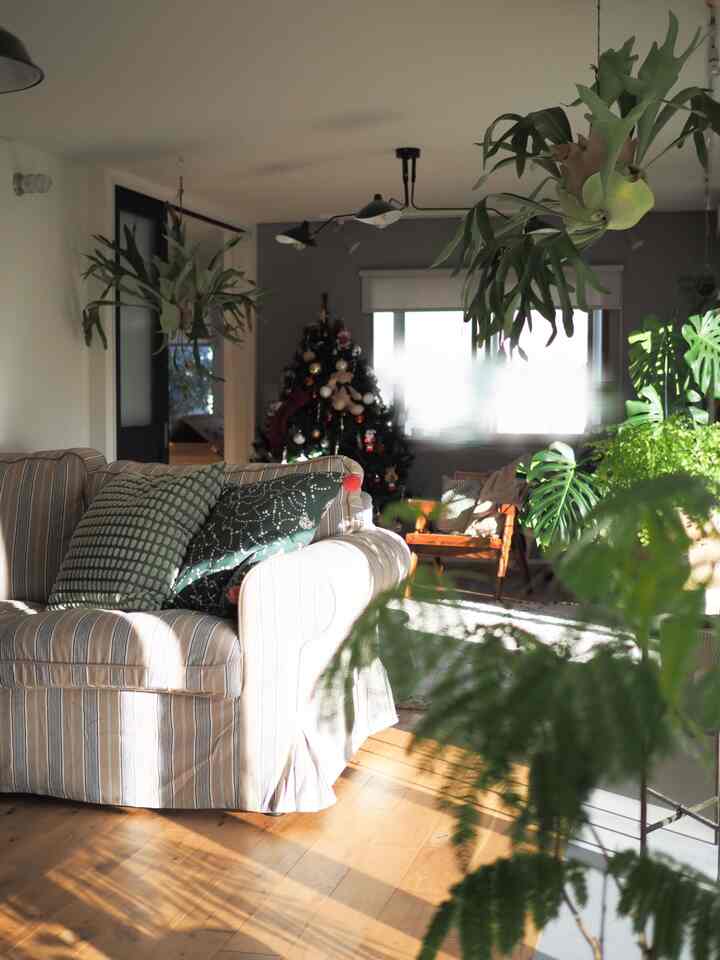 ナチュラルな色調と緑の植物が調和したリビング、クリスマスツリーとストライプのソファが暖かな冬の雰囲気を醸し出す空間
