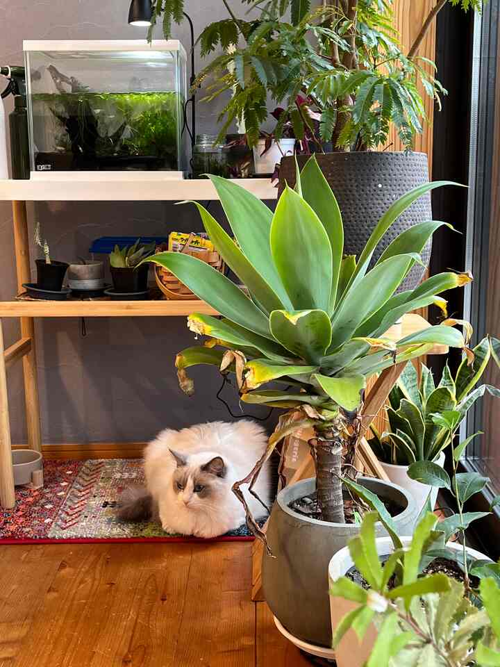 水槽の下のこのスペースがお気に入り🐈💕

#猫とインテリア #観葉植物