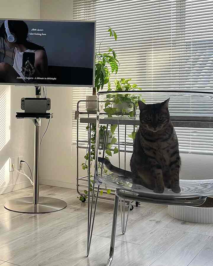 明るいシルバーと透明のトーンのリビングスペース、透明な椅子に座る猫とテレビや植物が配置されたモダンなインテリア