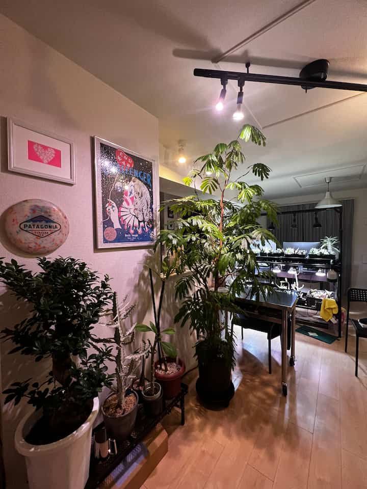 ダークブラウンのテーブルと多種の植物が配されたダイニングルーム、中心にエバーフレッシュが置かれ印象的な空間