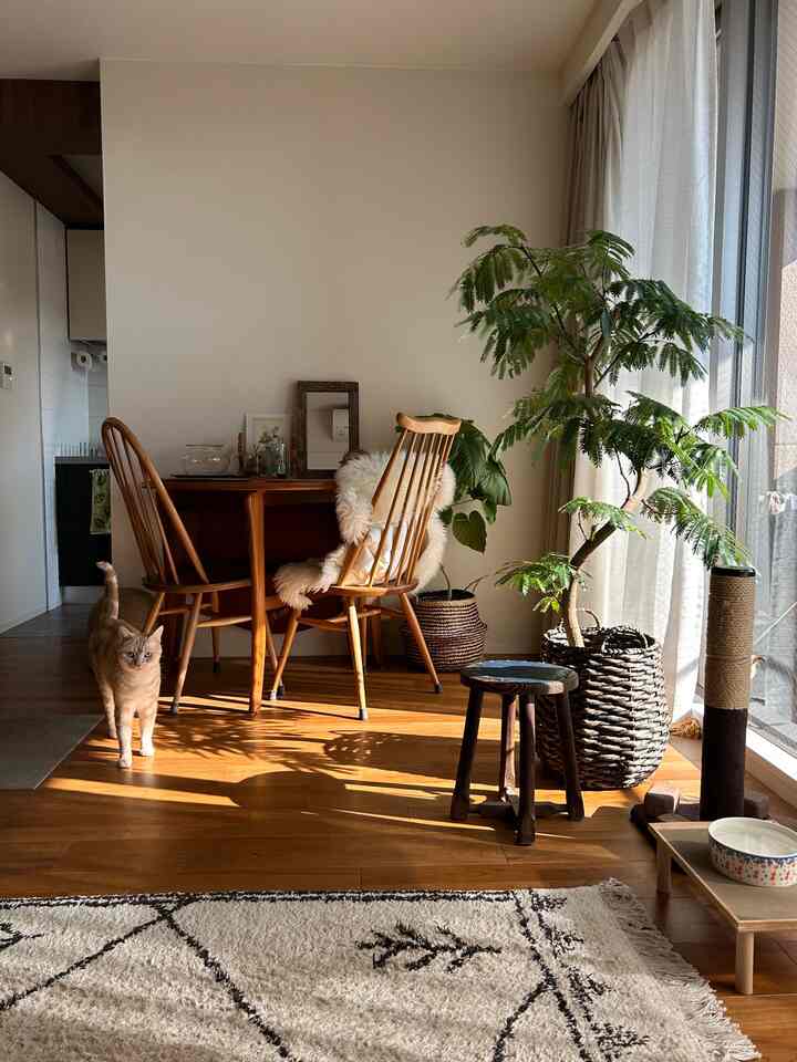 温かみのある木目調と白い壁の採光の良いリビング、ダイニングテーブルと植物、猫がいる雰囲気のある空間