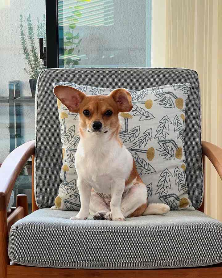Natural-colored cozy armchair with a medium dog sitting in front of a patterned cushion creating a comfortable space