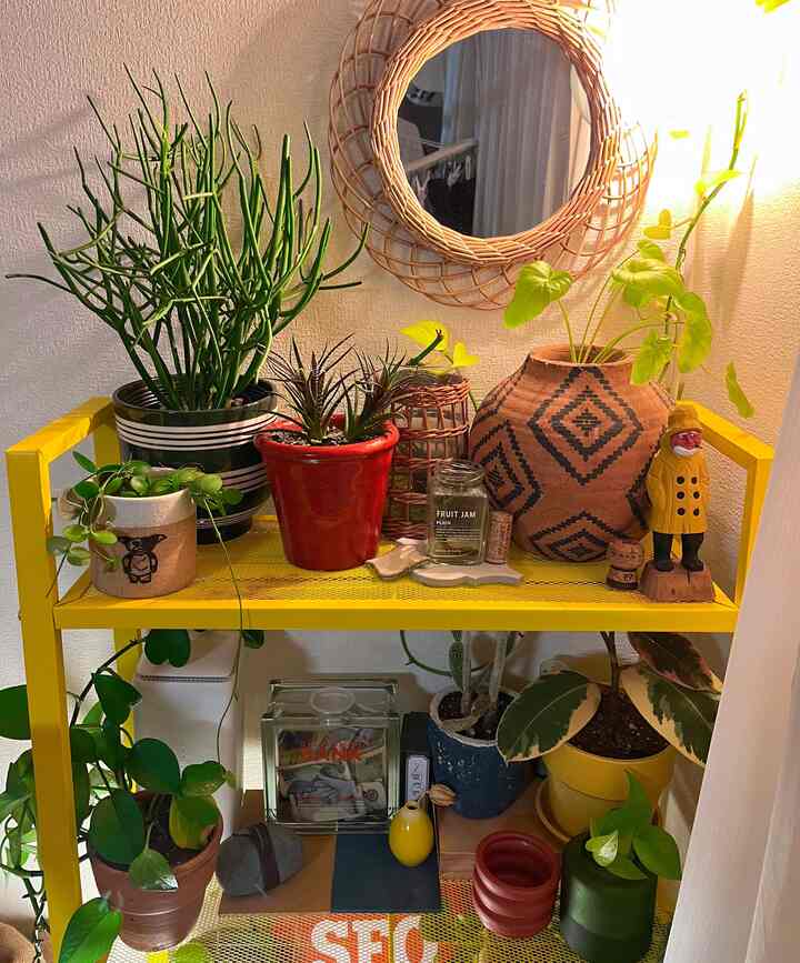 Cozy natural interior space with various plants and flower pots arranged on a yellow shelf