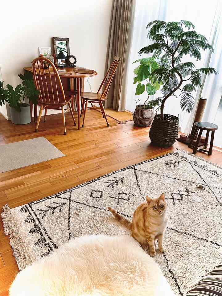 Warm wood-toned living room with Moroccan patterned rug, featuring a cat sitting on the rug in cozy ambiance