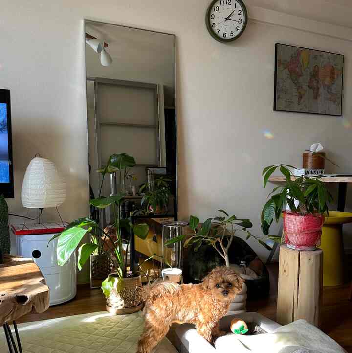 明るい自然光の入るナチュラルな色調のリビング、複数の植物、大きな鏡、小さな犬とペットベッドが配置された空間