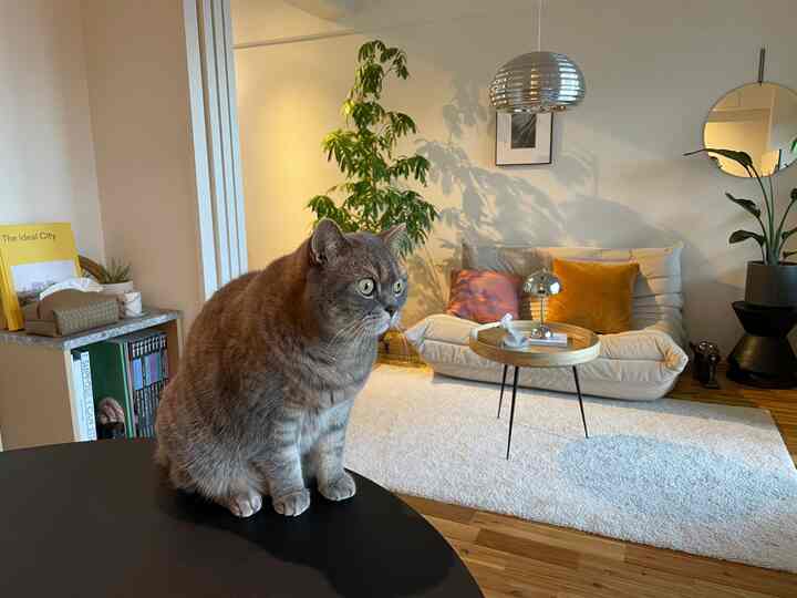 ナチュラルな色調のリビング、中央の黒いテーブルにはグレーの猫が座り、ベージュのソファと丸いコーヒーテーブルが温かみのある雰囲気を醸し出しているインテリア