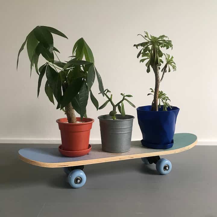 #フライングタイガー #スケボー #スケートボード #観葉植物 #パキラ #カネノナルキ #黒法師 #ikea #ダイソー #ウンベラータ #スタンダードプロダクツ