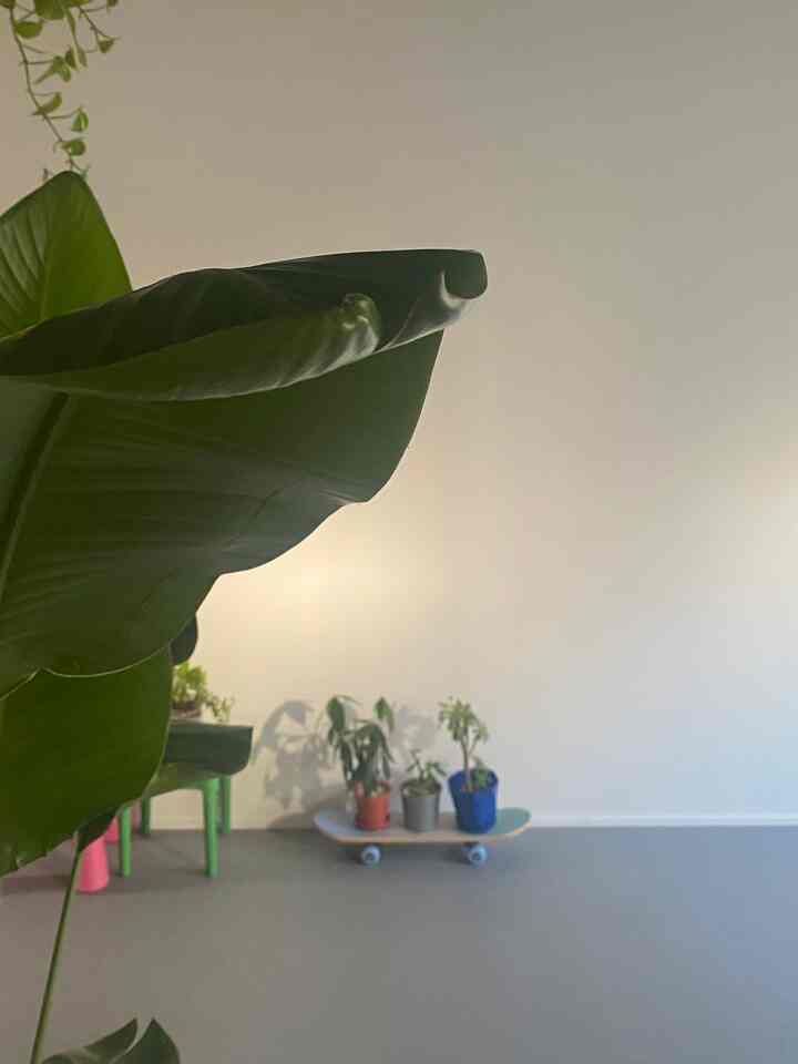 #IKEA #フライングタイガー #ダイソー #SHEIN #観葉植物 #オーガスタ #ポトス #パキラ #カネノナルキ #黒法師