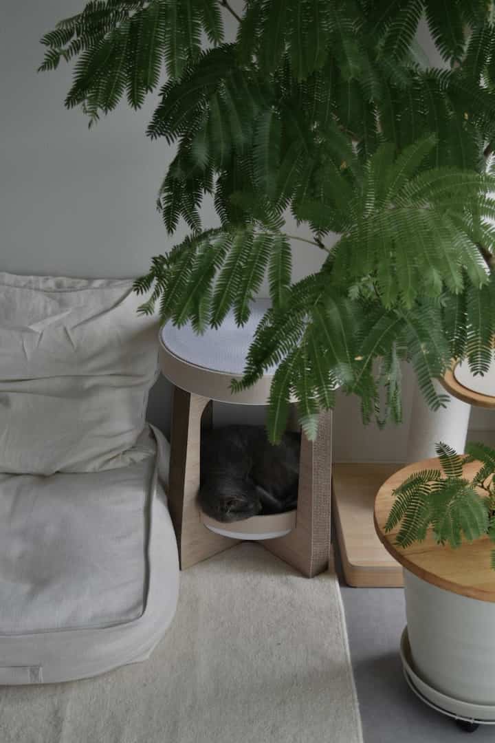 爪研ぎにもなる猫ベッド。
この窪みが大好きらしく吸い込まれるように入っていきます。

#猫とインテリア #グレー猫 #灰色猫 #グレー猫部 #灰色猫部 #保護猫 #保護猫出身 #猫と暮らす家 #爪研ぎ #猫ベッド