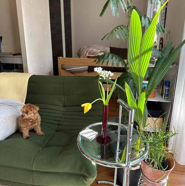 緑色のソファと植物が置かれたリビングに小さな犬が座っている、自然な雰囲気のインテリア