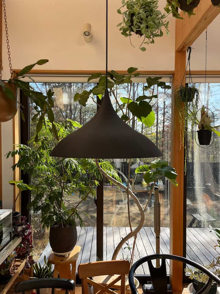 外は寒いけど
日差しがあるとぽかぽかな朝

植物達も無事冬を過ごせて
ほっと安心です

#観葉植物インテリア #エバーフレッシュ #ウンベラータ #ハンギンググリーン