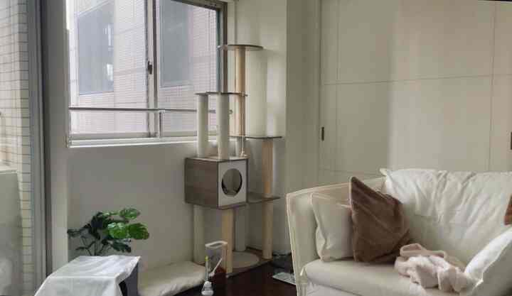 Natural tone 1K studio living room with white sofa and cat tower, featuring a cozy and simple atmosphere