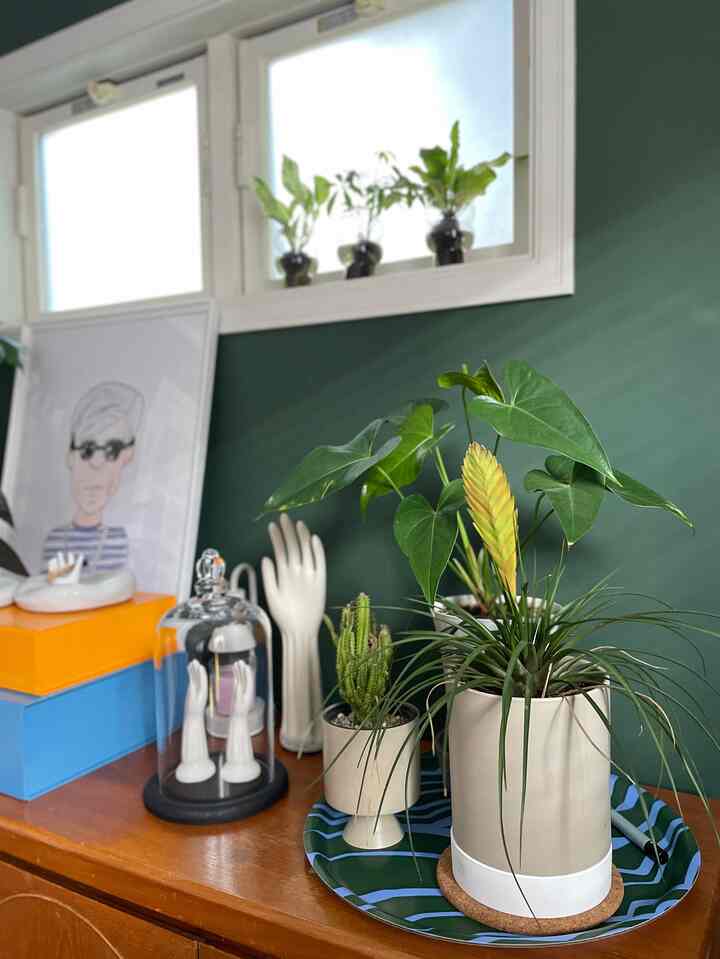 アンティークの台の上は植物などのディスプレイ台にしています。
IKEAとマリメッコのトレイにグリーンをまとめました。
#IKEA #マリメッコ #ガラスドーム #hay 