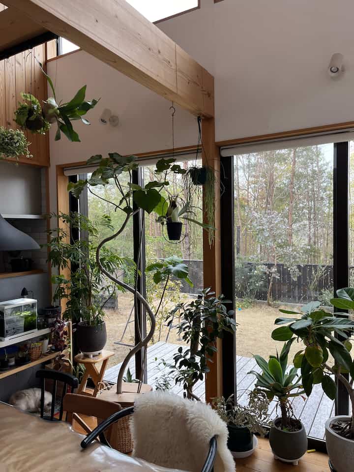 外は雪がちらついています

お気に入りのラグで丸まって寝る猫💤


#観葉植物 #観葉植物のある家
#グリーンのある暮らし
#借景