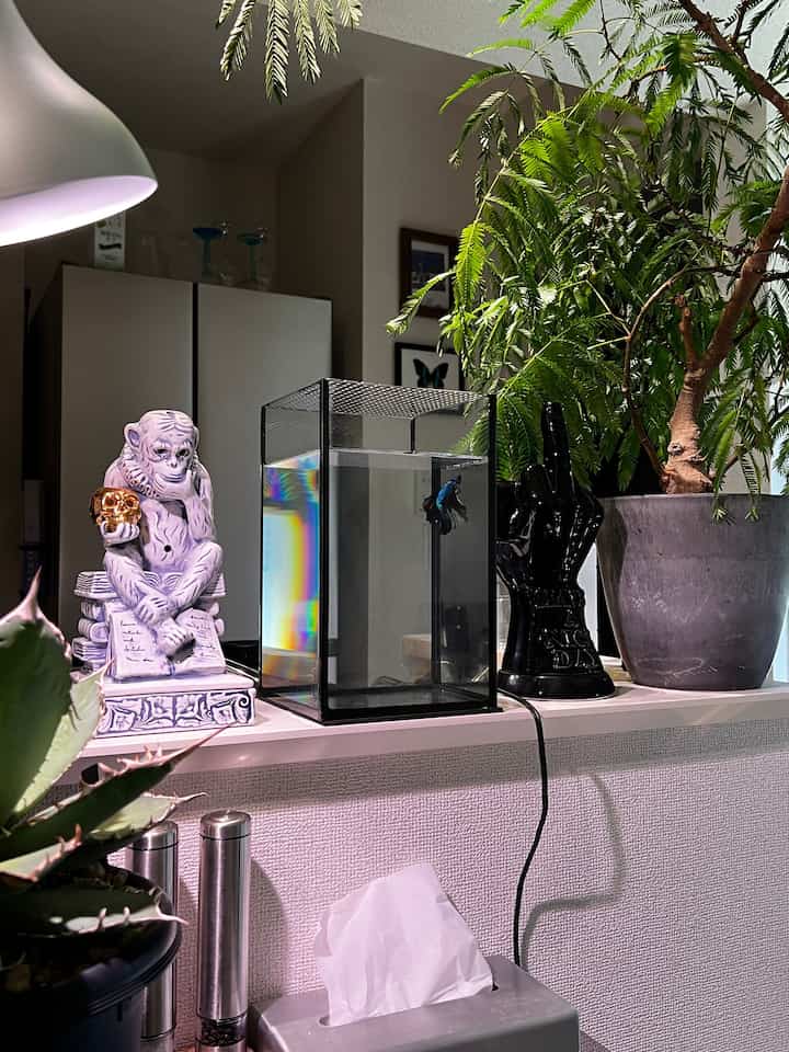 お食事中に見ている風景です。ベタはLEDライトが当たるとより色鮮やかに見えてきれい🐠

#ベタのいる暮らし
#無機質インテリア