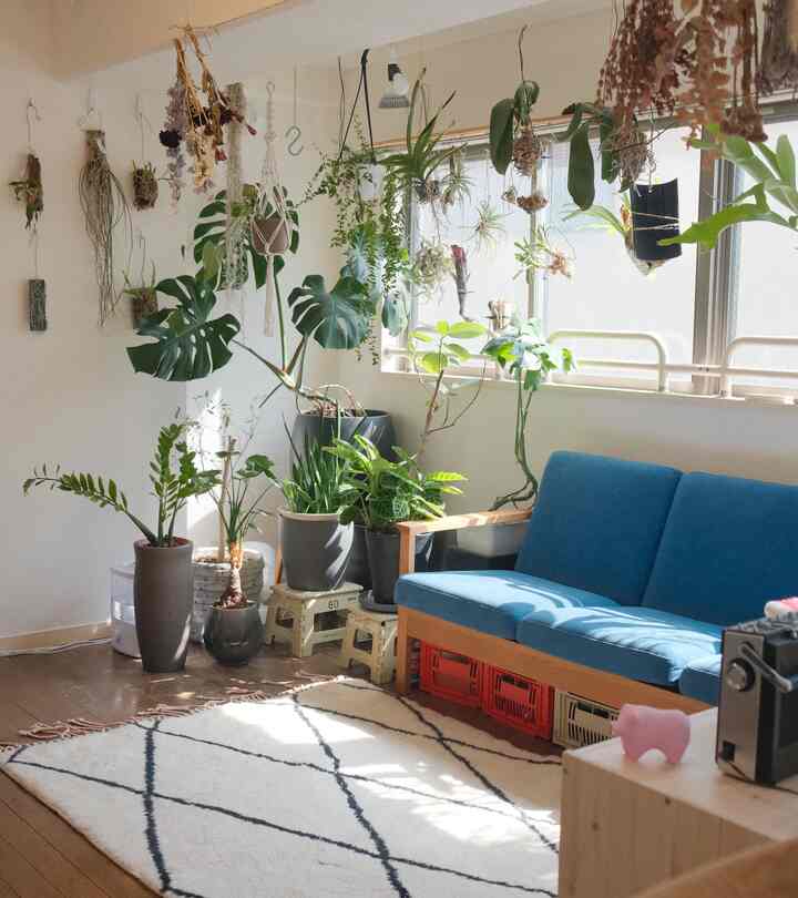 植物に囲まれたリビング
#plants #観葉植物