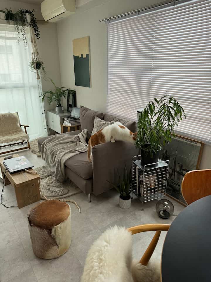 Natural-toned 1-person living room with a gray sofa centerpiece, featuring a cat and greenery in a simple setting