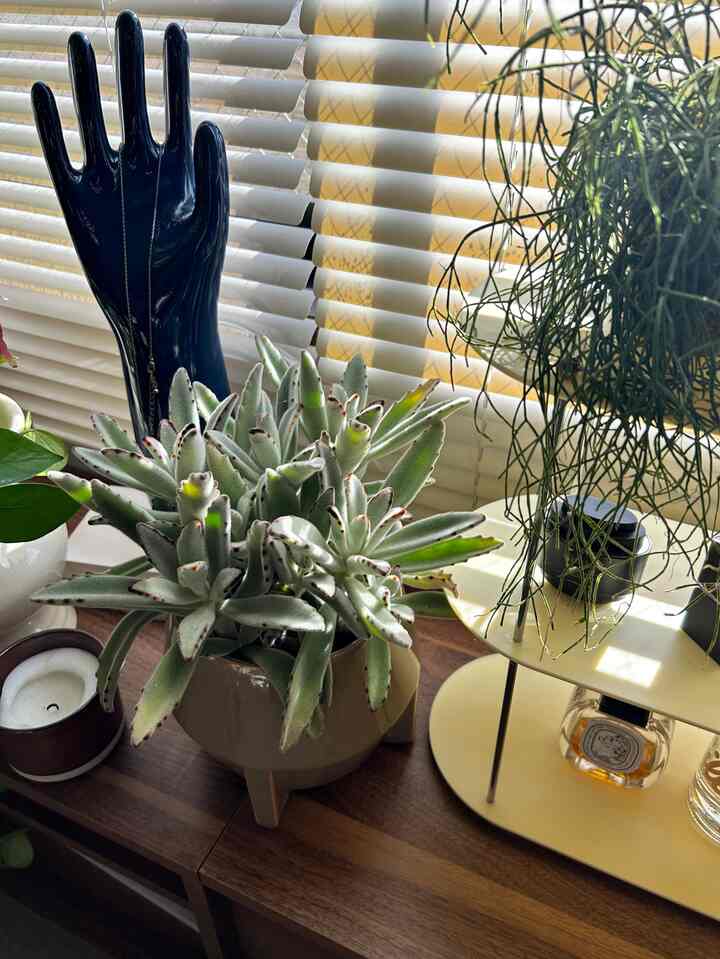 ポカポカ朝日は植物達の大好物☀️🌿

#観葉植物 #観葉植物のある暮らし
#インテリア #マイルーム #お部屋作り
#interior #myroom