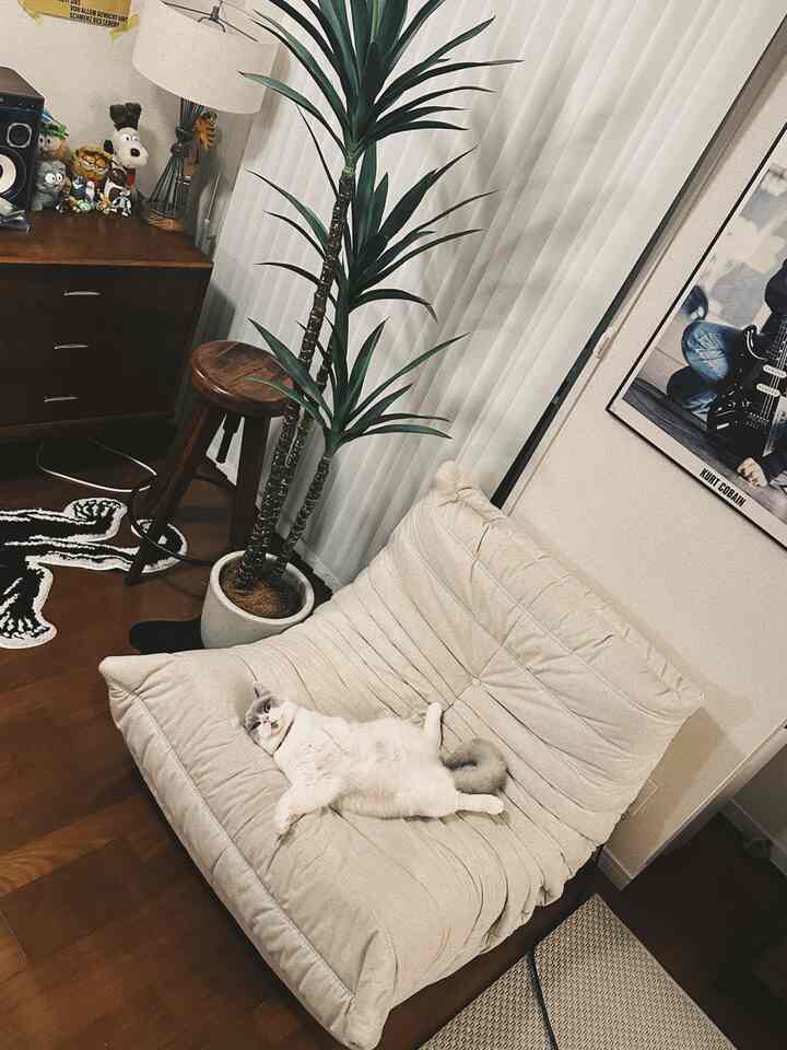 Beige sofa and wood-tone furniture in a living room with a cat, featuring mid-century modern style interior