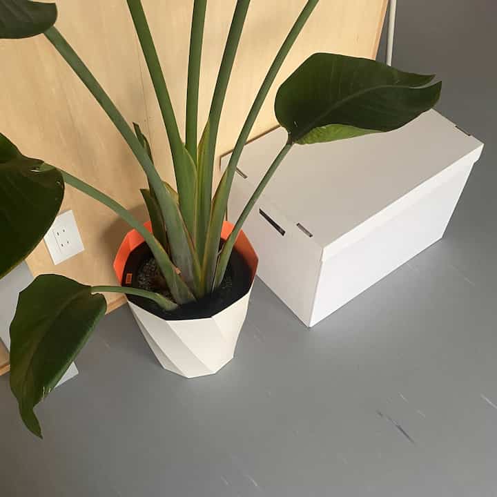 #HAY #楽天市場 #収納ボックス #ストレージボックス #観葉植物 #オーガスタ #ビカクシダ #コウモリラン #ハンギングプランツ #リノベ賃貸 #1R