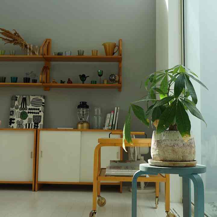 Bagus ♡

#warna-warni
#artek
#antik
#bangku
#Pachira
#hidup
