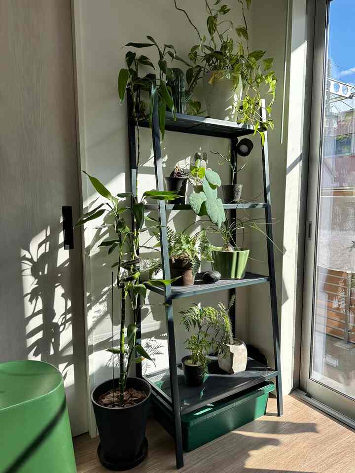 #plants #観葉植物 
排水穴のある鉢をIKEAのメッシュシェルフに配置し、下部にはコーナンの左官トレーを設置し水やりの効率化を図った植物棚。
入水トレーに受けた水を捨てる手間がなく水やりが楽になった🪴