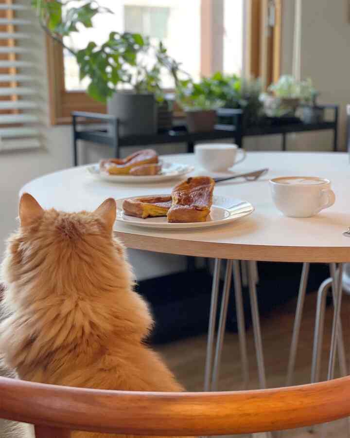 明るいホワイトトーンのダイニング、丸テーブルに座る猫とコーヒーとパンが置かれた雰囲気のある空間