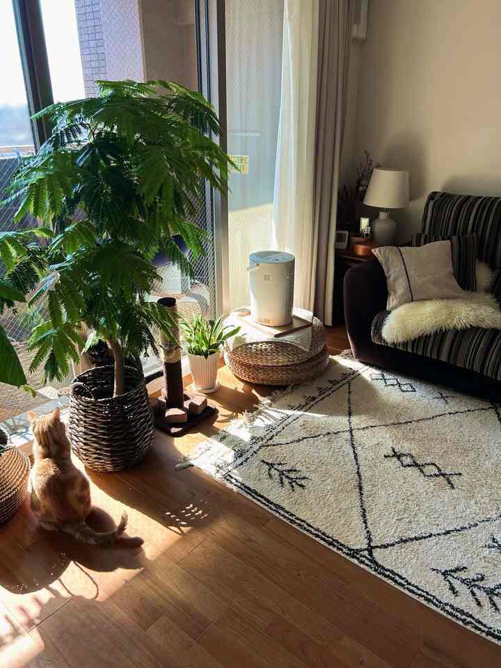 冬だけど、日向ぼっこしてぽかぽか
#ヴィンテージ
#猫
#猫とインテリア