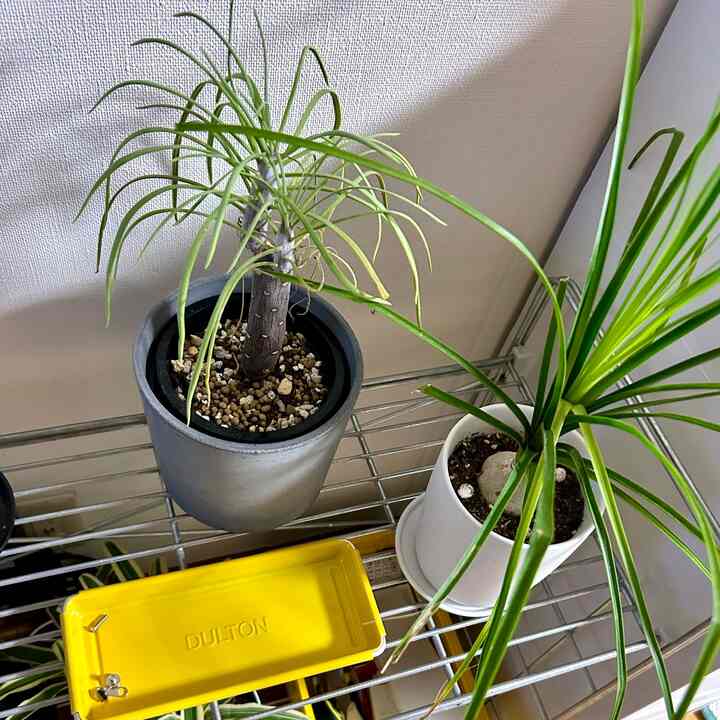 ナチュラルカラーの収納棚の上に観葉植物2つと黄色いトレイが配置された雰囲気のあるインテリア