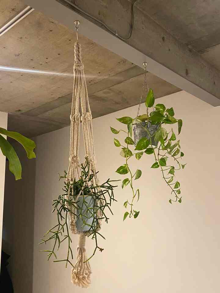 #IKEA #観葉植物 #リプサリス #ポトス #ハンギング #ハンギング植物 #ハンギングプラント #リノベ賃貸